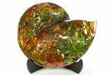Ammonite Fossil with Mosasaur Bite Marks - Precious Ammolite! #334655-5